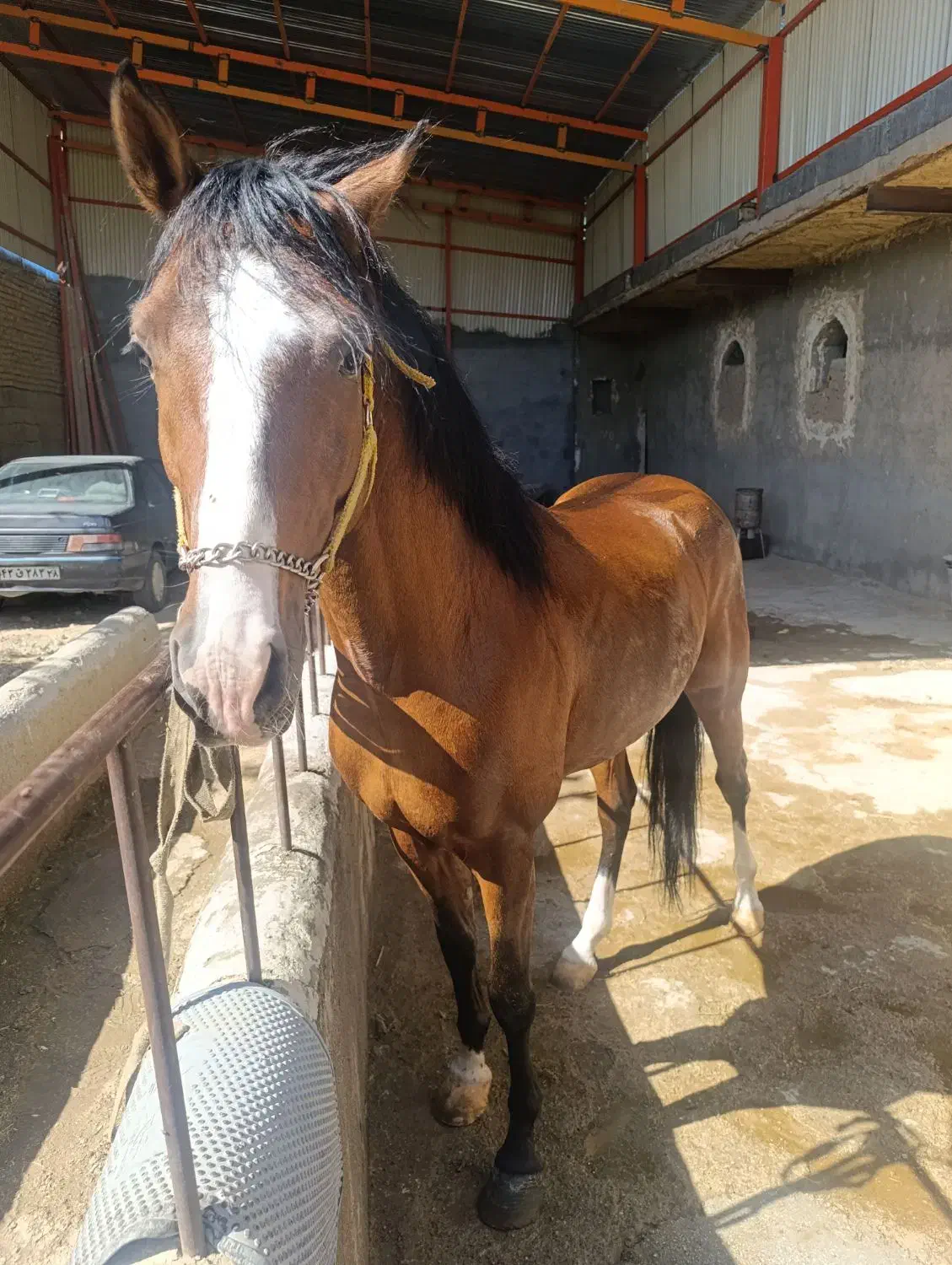 اسب|اسب و تجهیزات اسب‌سواری|چهاردانگه (تهران), |دیوار