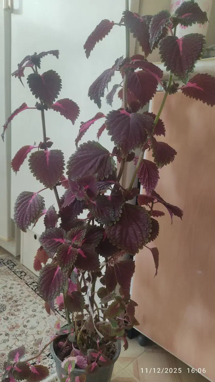 گل طبیعی حسن یوسف|گل و گیاه طبیعی|اصفهان, لاله|دیوار