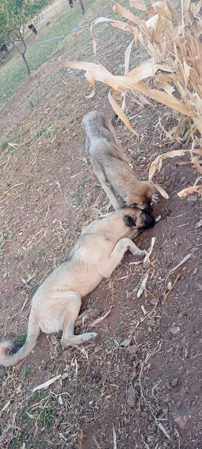 توله سگ ۷ماه|سگ|باروق, |دیوار