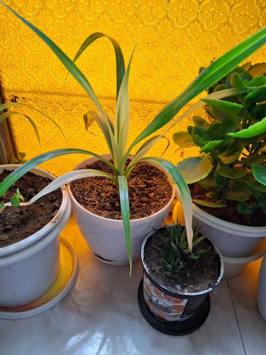 گل های زیبا|گل و گیاه طبیعی|مرند, |دیوار