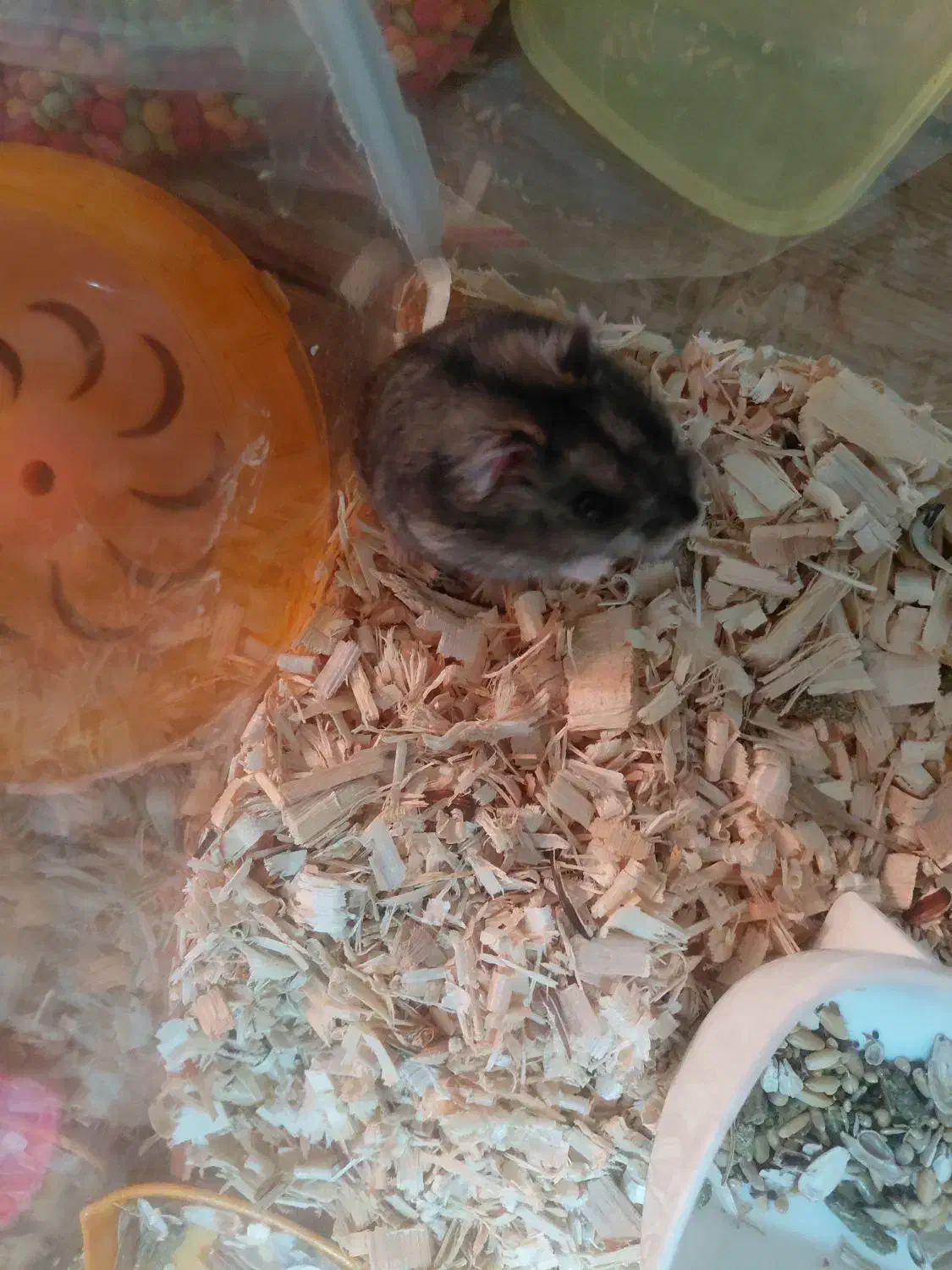 همستر کمپل|موش و خرگوش|تهران, خاوران|دیوار