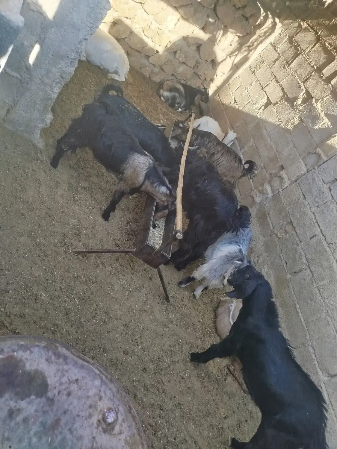 کهره|حیوانات مزرعه|زرین دشت (فارس), |دیوار