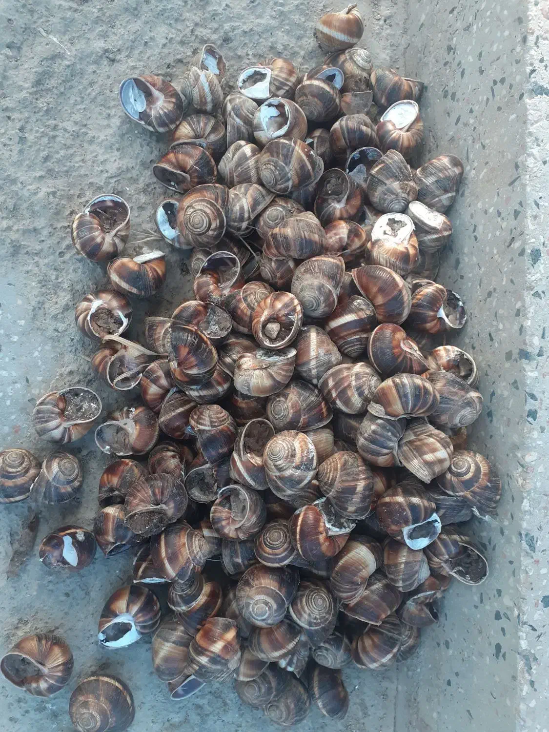 حلزون اسکارگو طبی|خزنده|اهر, |دیوار