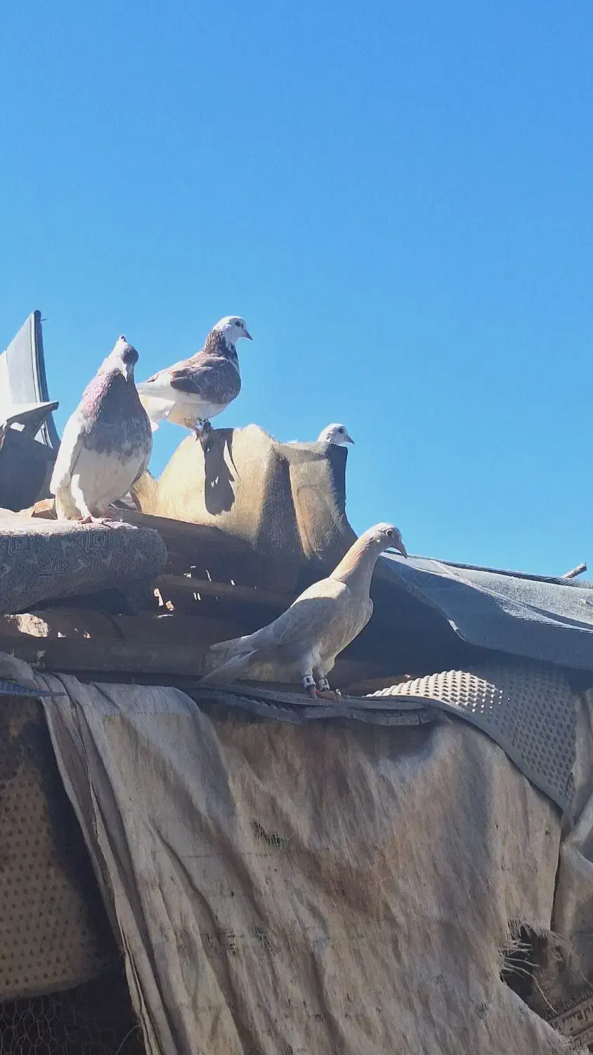 گمشده|حیوانات|کرمان, |دیوار