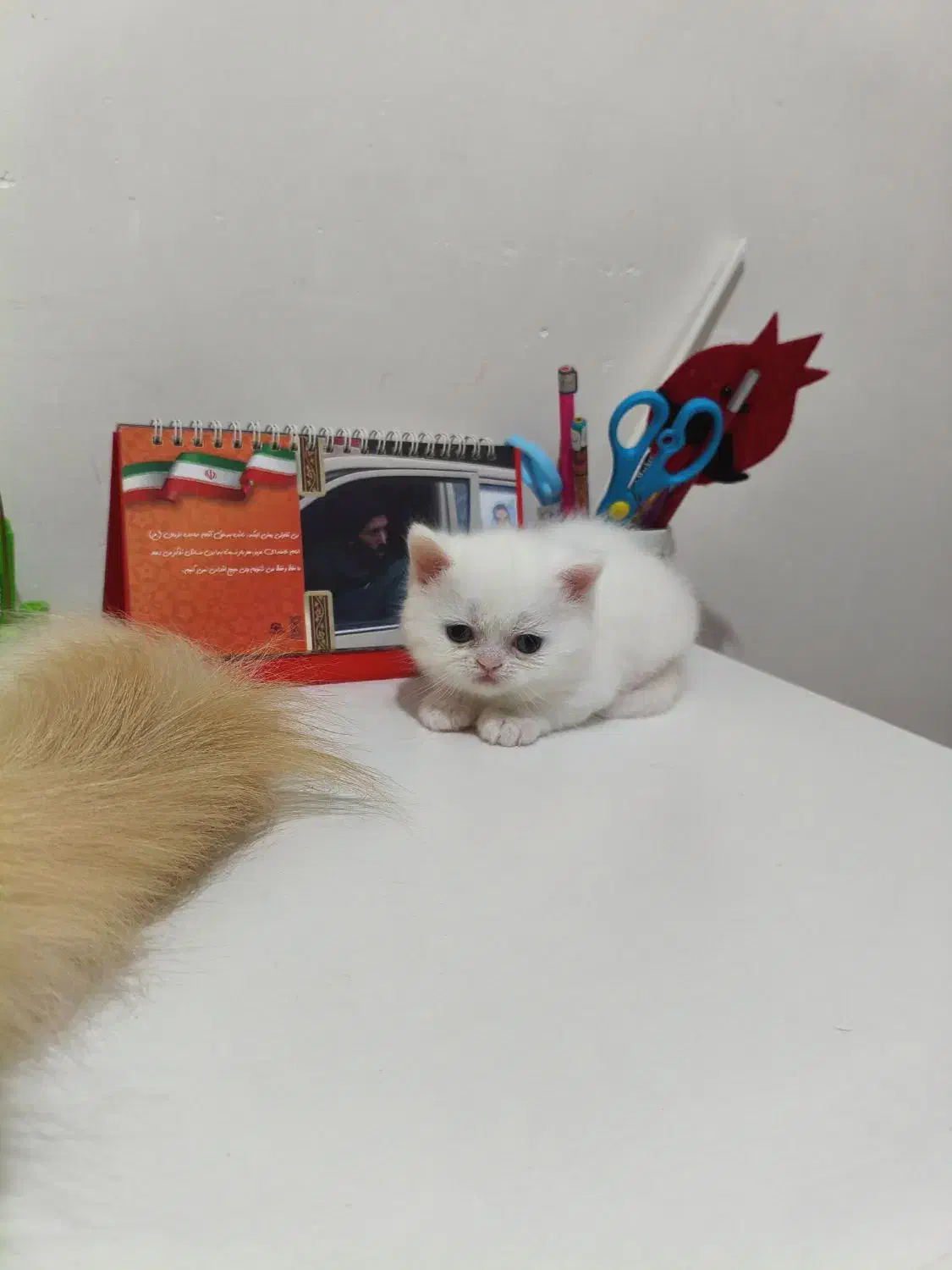 گربه اسکاتیش پرشین|گربه|رشت, حمیدیان|دیوار