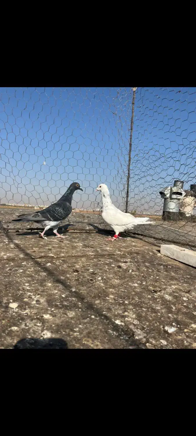 هفت رنگ خطی|پرنده|اقبالیه, |دیوار