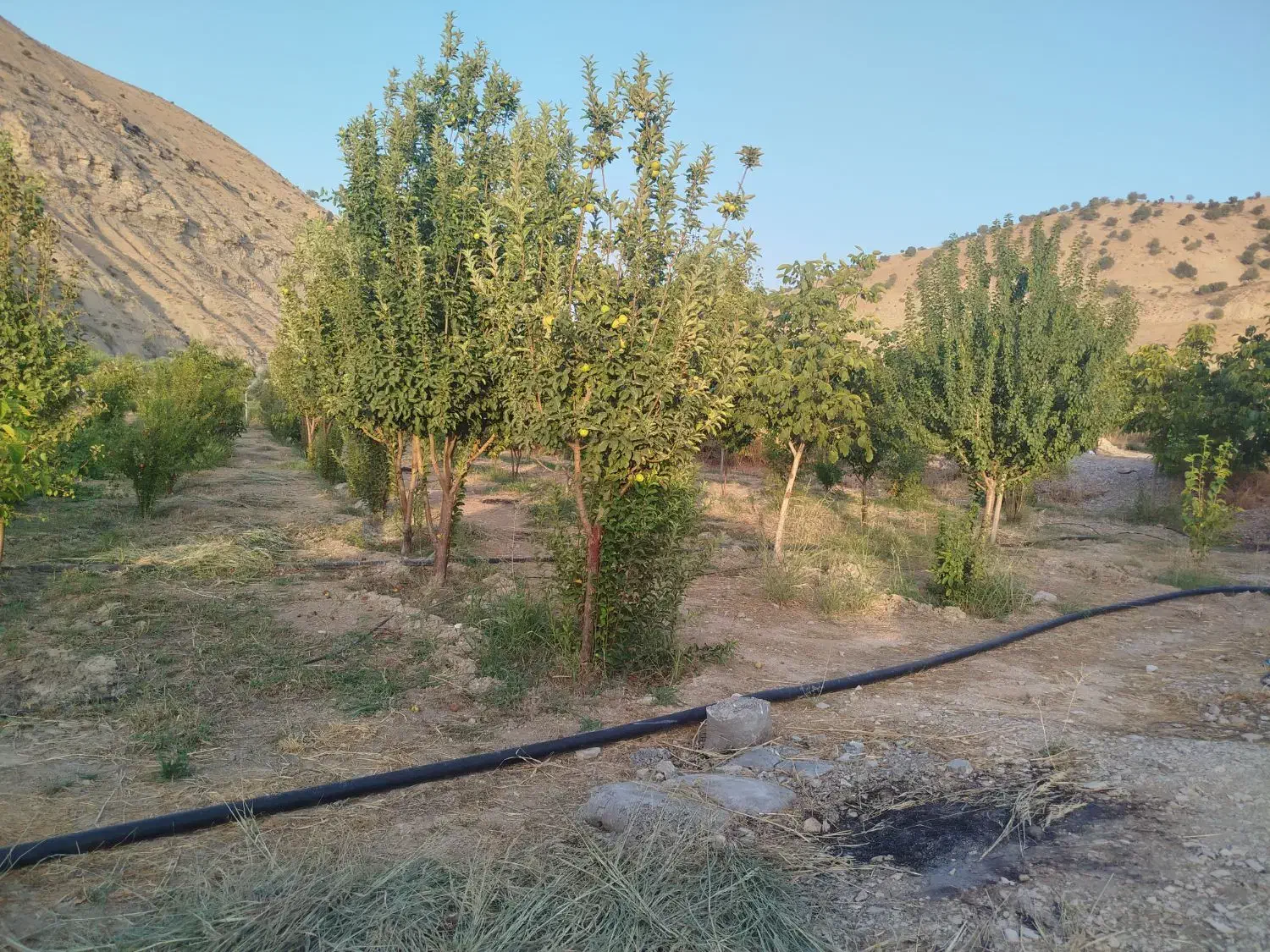 فروش باغ در میشخاص|فروش خانه و ویلا|سیوان, |دیوار