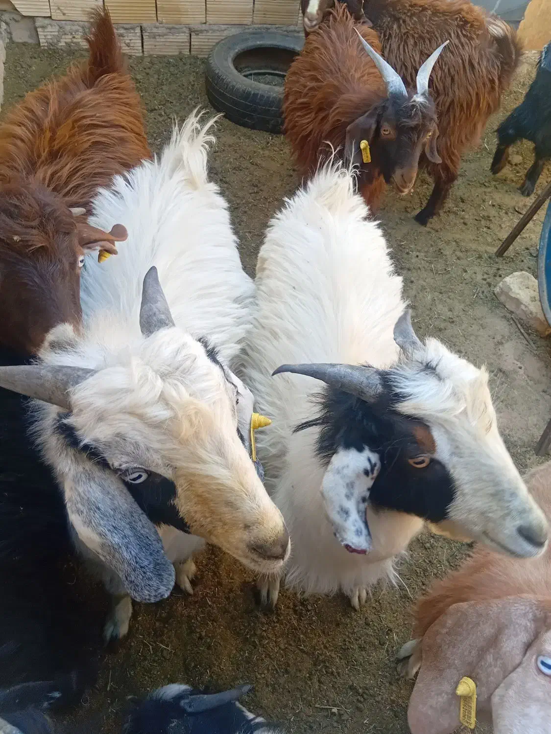 کره نر|حیوانات مزرعه|یزد, |دیوار