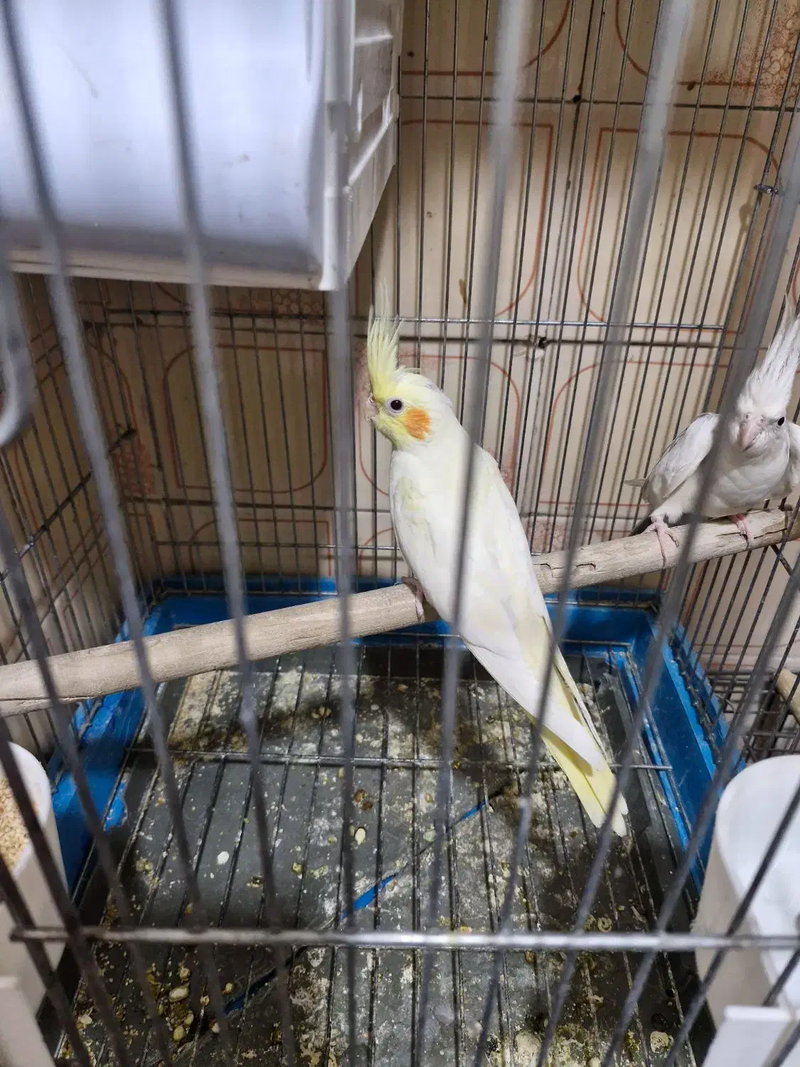 جوجه عروس هلندی|پرنده|ری, اقدسیه|دیوار