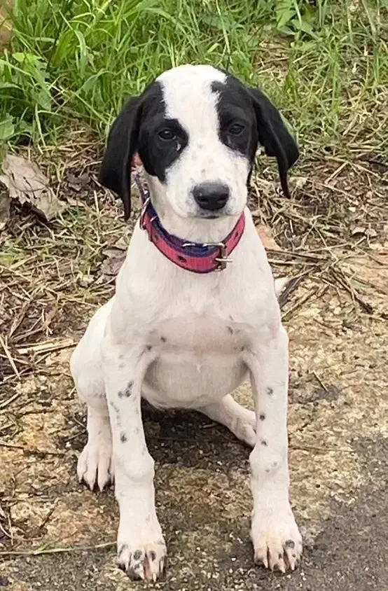 واگذاری سگ سه ماهه زیبا|سگ|لاهیجان, شقایق|دیوار