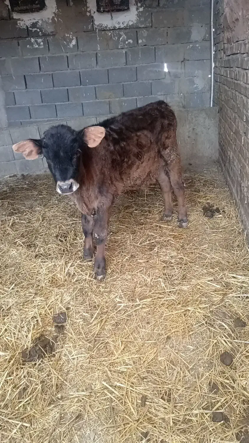 گوساله|حیوانات مزرعه|بجنورد, |دیوار