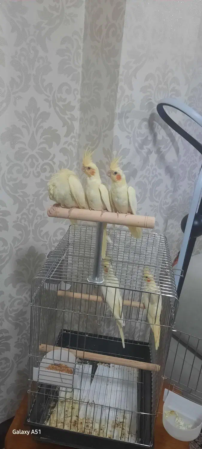 فروش عروس هلندی لوتنیو دو کت و یه کت|پرنده|اندیشه, اندیشه فاز ۱|دیوار