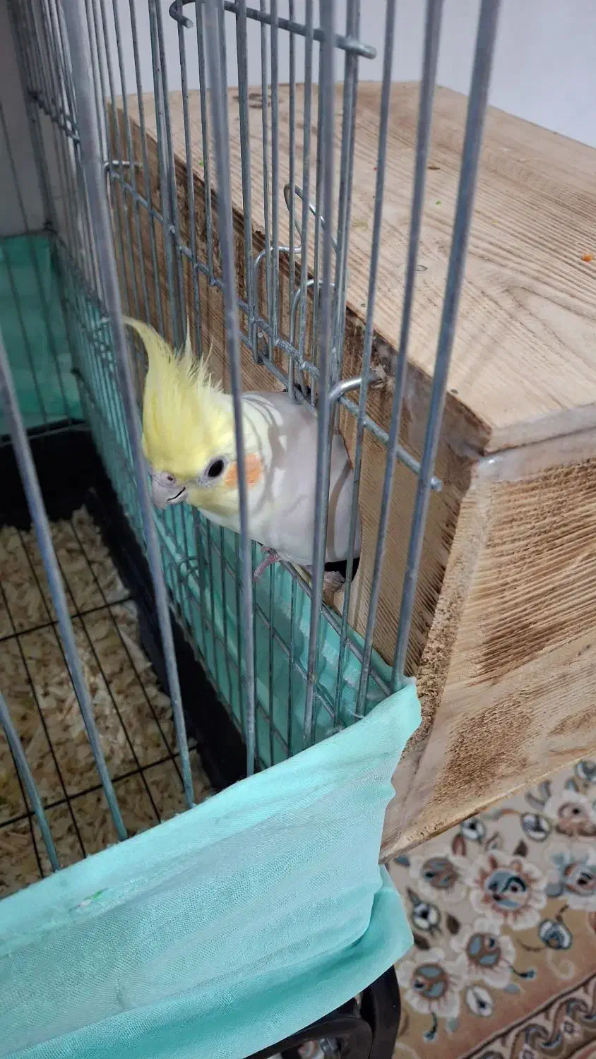 فروش جفت عروس هلندی|پرنده|چمران, |دیوار