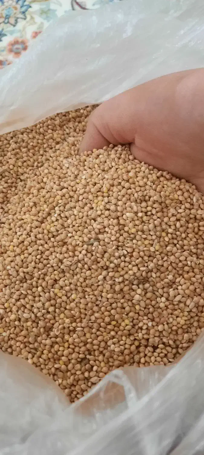 ارزن|لوازم جانبی حیوانات|سبزوار, ایزی شهر|دیوار