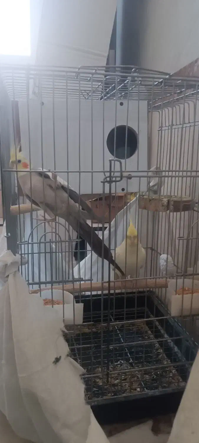 جفت عروس هلندی|پرنده|اسلامشهر, شهرک محمدیه|دیوار