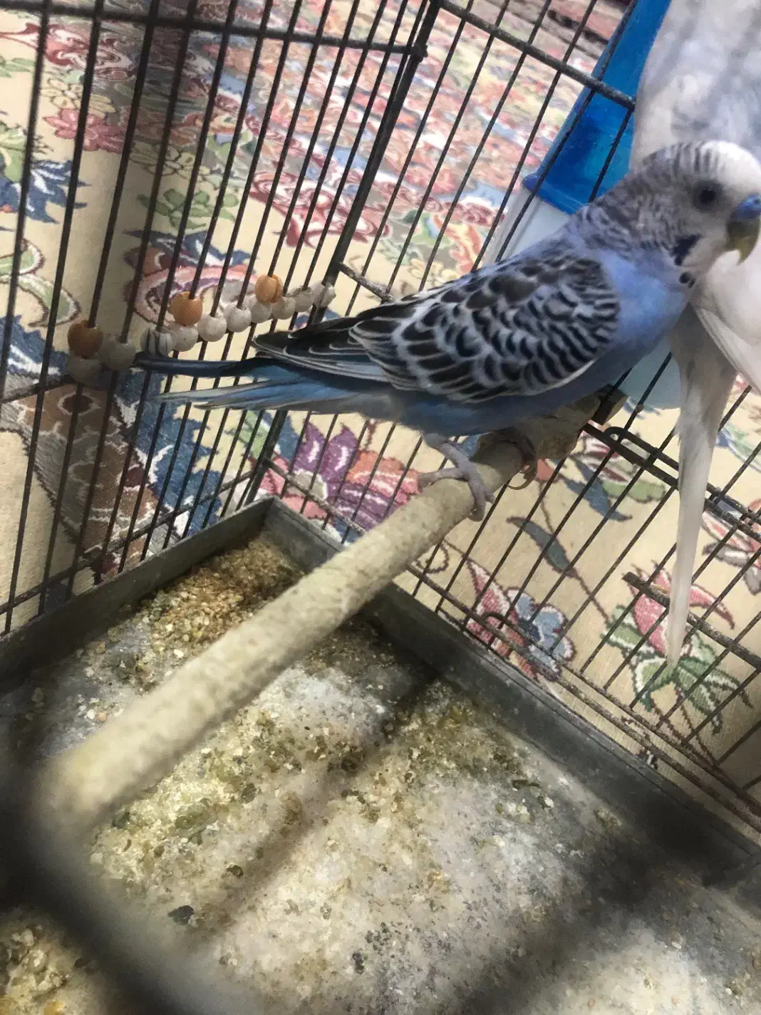 مرغ عشق نر|پرنده|تهران, نعمتآباد|دیوار