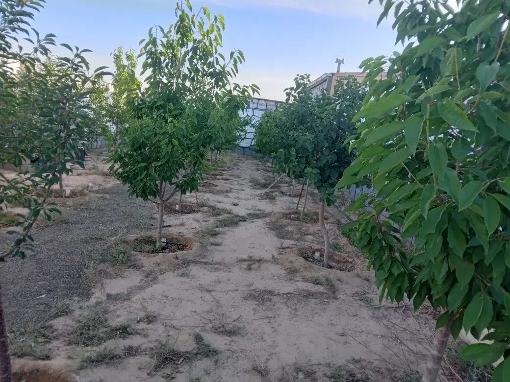 باغ ویلا اجاره ای|اجارهٔ کوتاه‌مدت ویلا و باغ|مشهد, تبادکان|دیوار