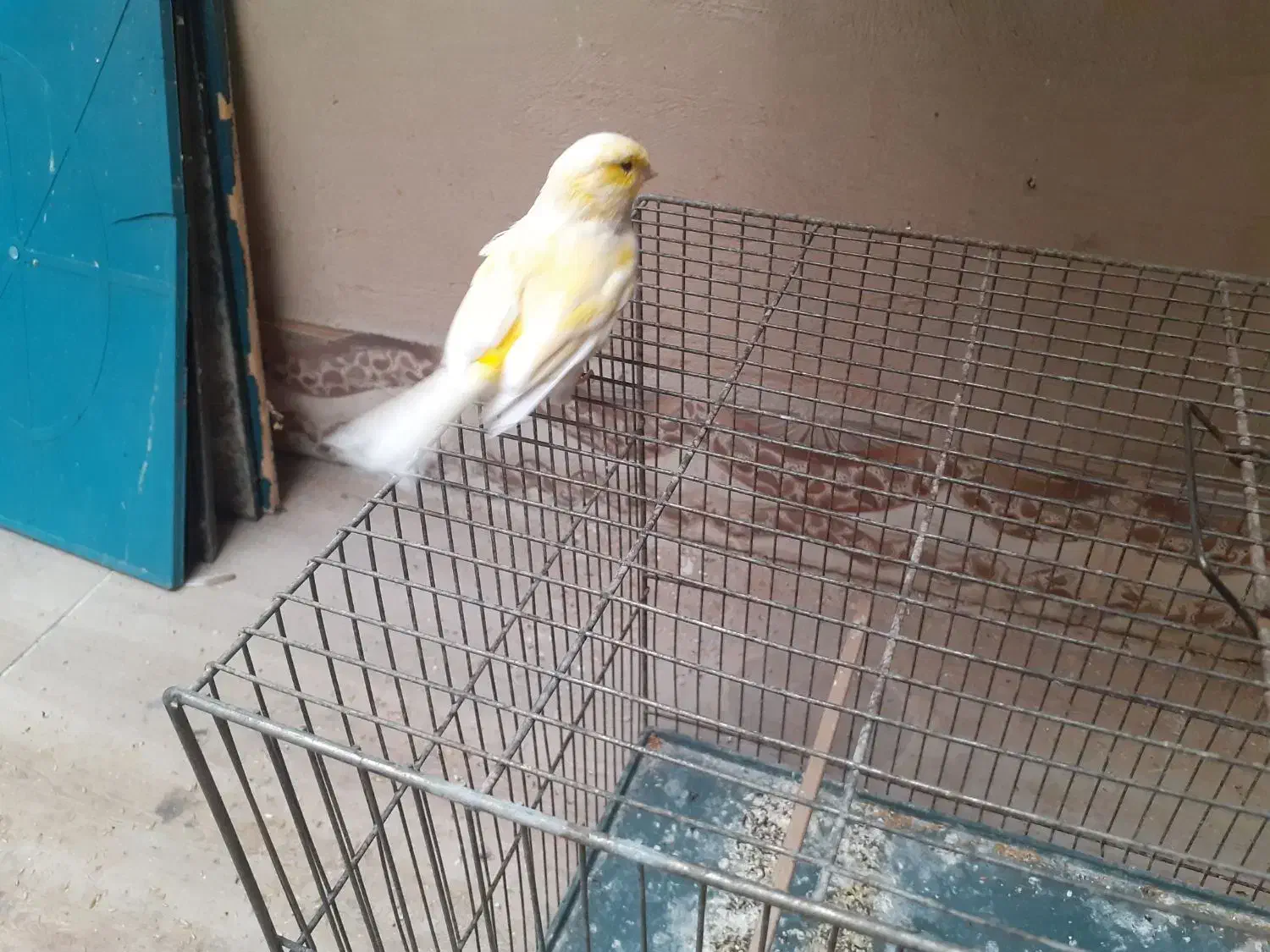 قناری گلستر معاوضه|پرنده|کرمان, |دیوار