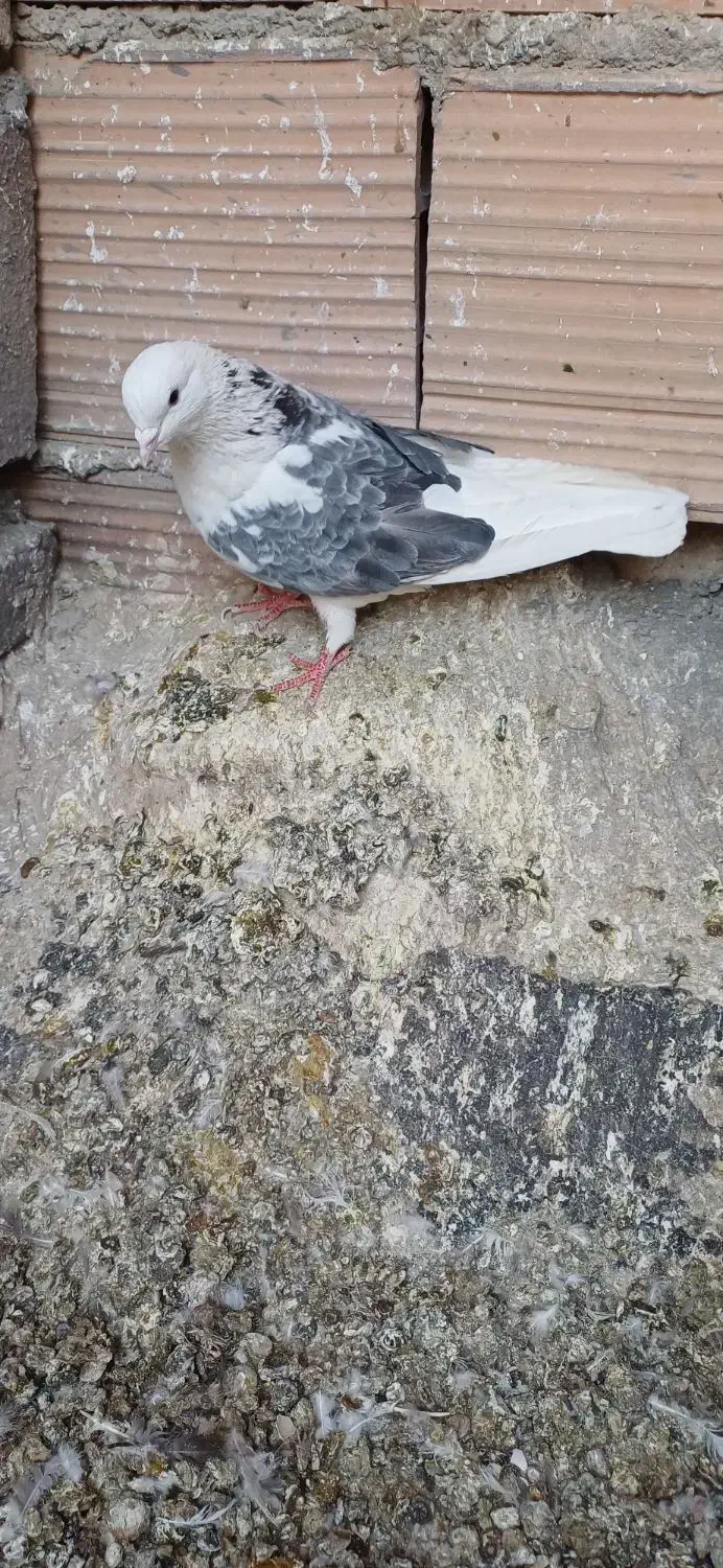 کفتر..معاوضه با جوجه مرغ|پرنده|پاکدشت, پاکدشت (مامازند)|دیوار