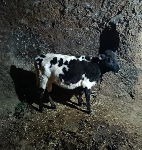 گوساله ماده دورگ|حیوانات مزرعه|انگوران, |دیوار