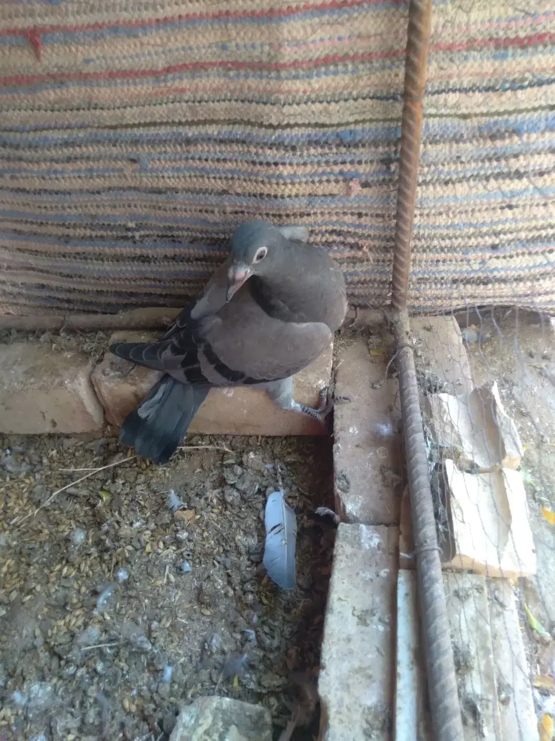 کفتر آلمانی|پرنده|آیسک, |دیوار