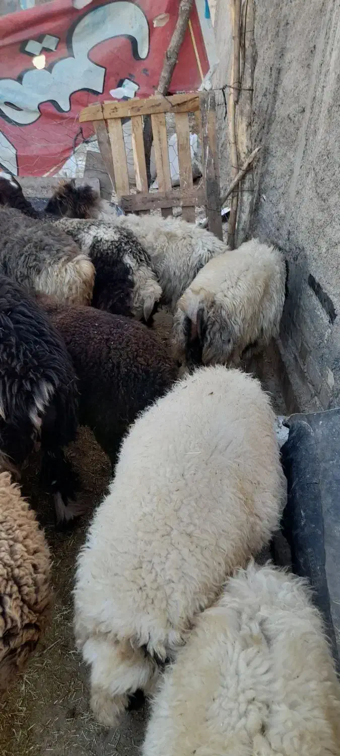 ۴۸بره پروارکم دنبه|حیوانات مزرعه|حمیل, |دیوار