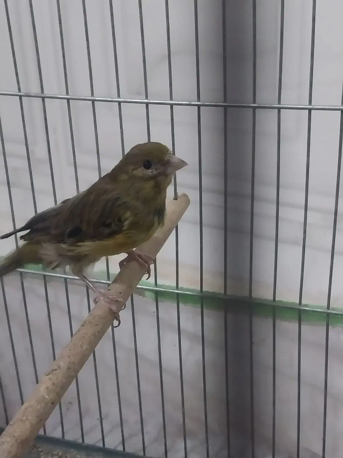 قناری ماده سبز|پرنده|کرمان, |دیوار