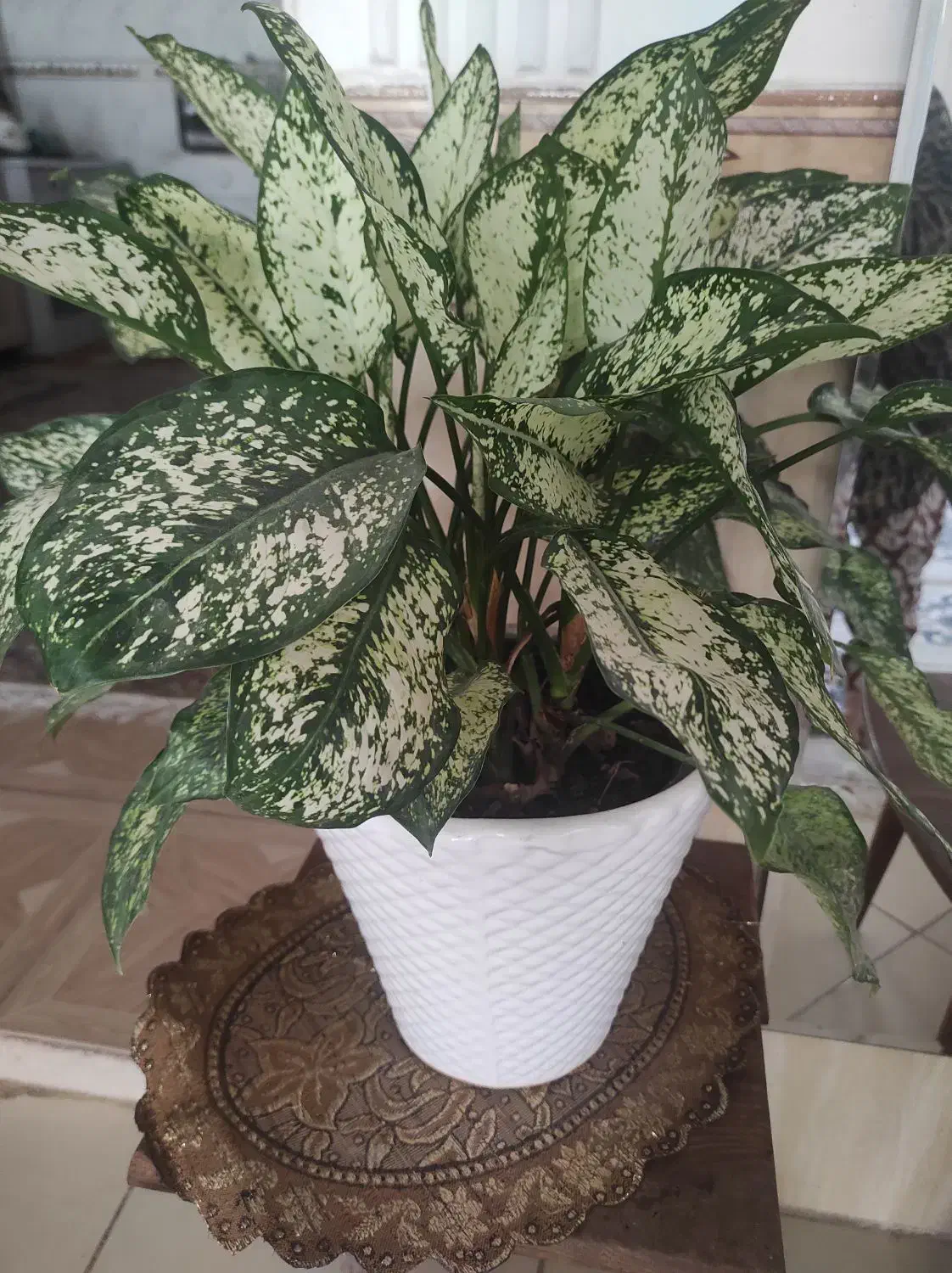 گل.|گل و گیاه طبیعی|بیرجند, |دیوار