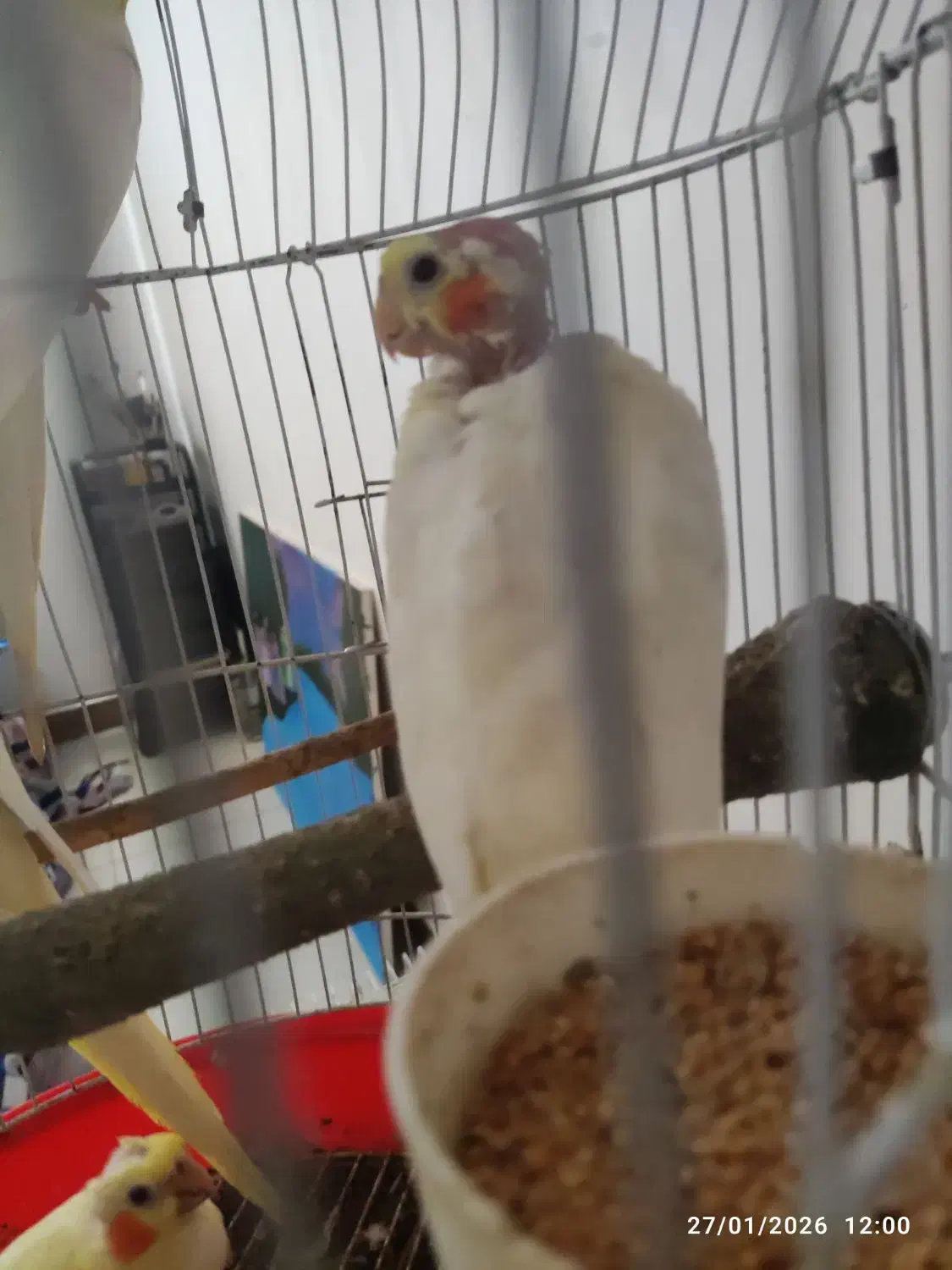 عروس هلندی لتینیو|پرنده|چمران, |دیوار