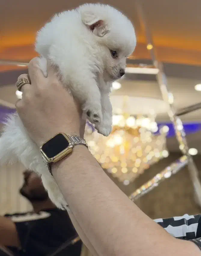 سگ پامر|سگ|تهران, مدائن|دیوار