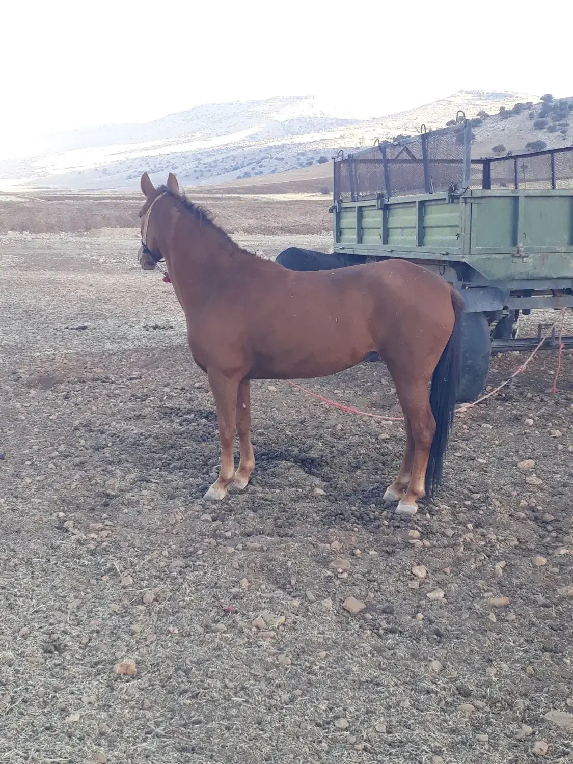 مادیان کورد ۴ساله|اسب و تجهیزات اسبسواری|سرپل ذهاب, |دیوار