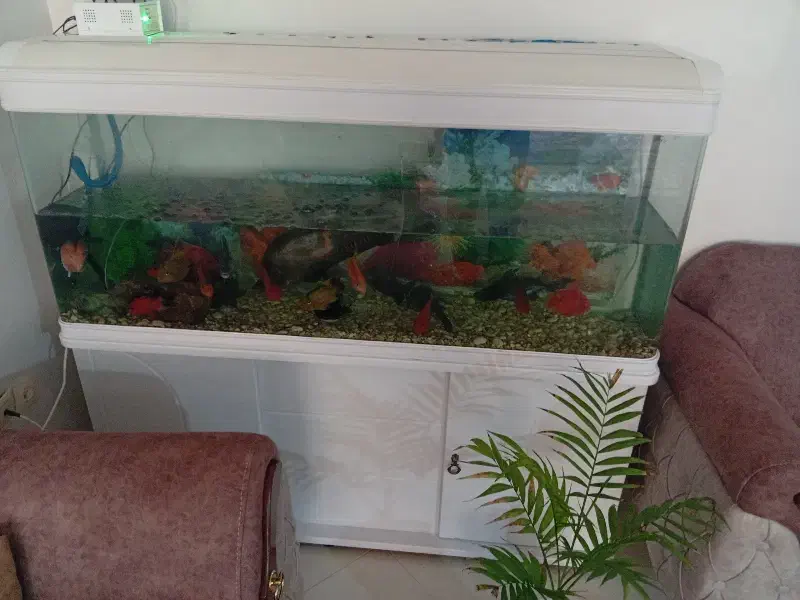 آکواریوم|ماهی|کازرون, |دیوار