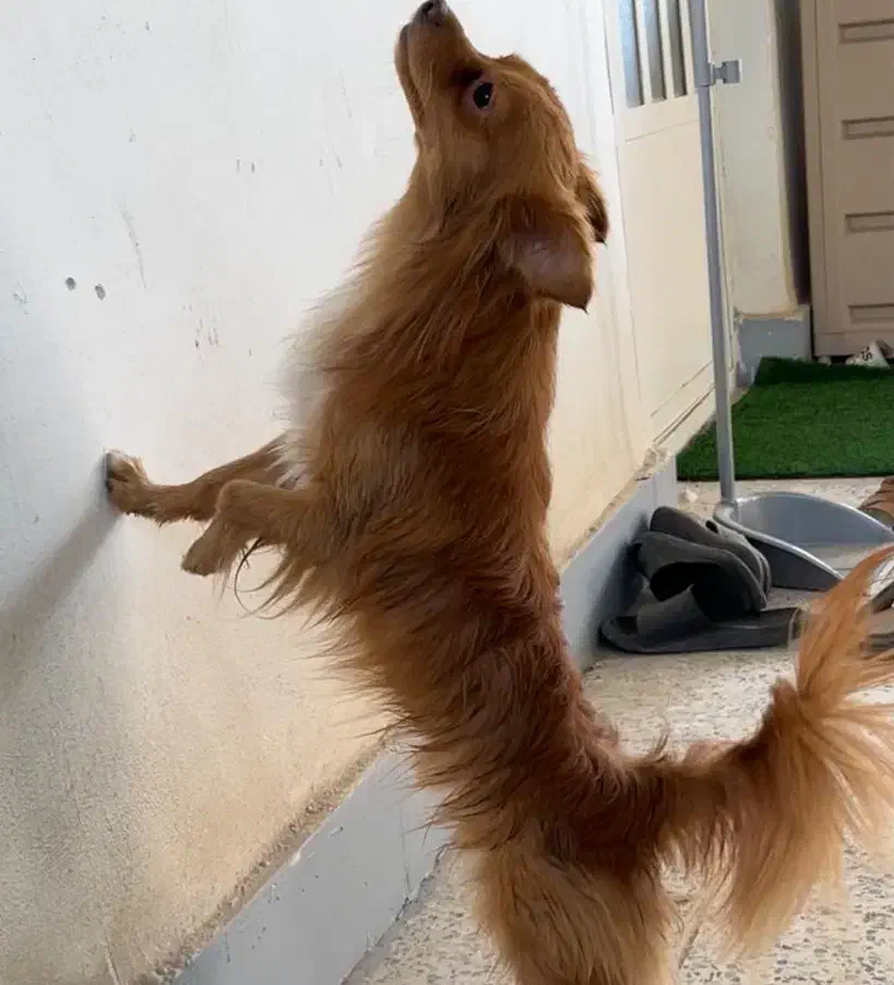 اشپیتز روباهی نر|سگ|امیدیه, |دیوار