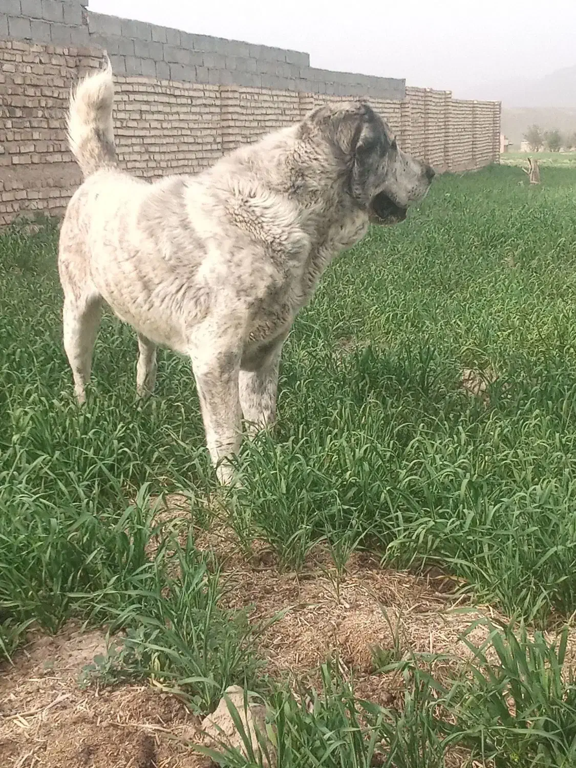 سگ گله و نگهبان|سگ|تربت جام, پارک جنگلی|دیوار