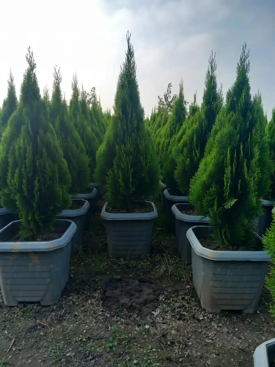 درخت بندار بن بالا شهر داری ماده ۷|خدمات باغبانی و درختکاری|ری, اقدسیه|دیوار