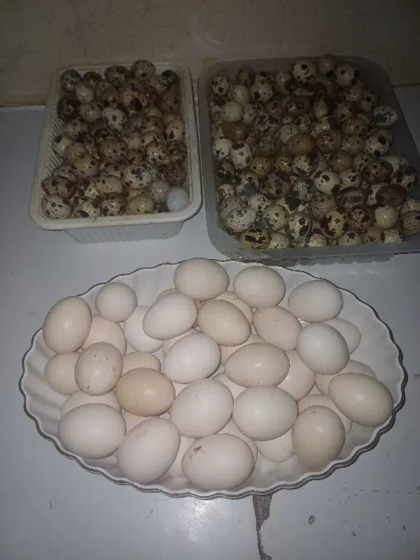 تخم بلدرچین و مرغ نطفه دار و خوراکی|حیوانات مزرعه|برازجان, |دیوار