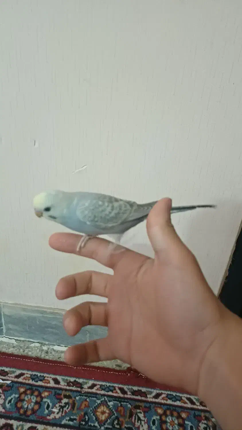 مرغ عشق|پرنده|اسفراین, |دیوار