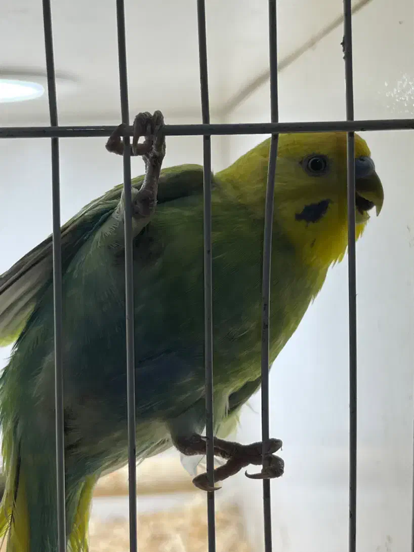 مرغ عشق رنگین کمانی نر|پرنده|گنبد کاووس, |دیوار