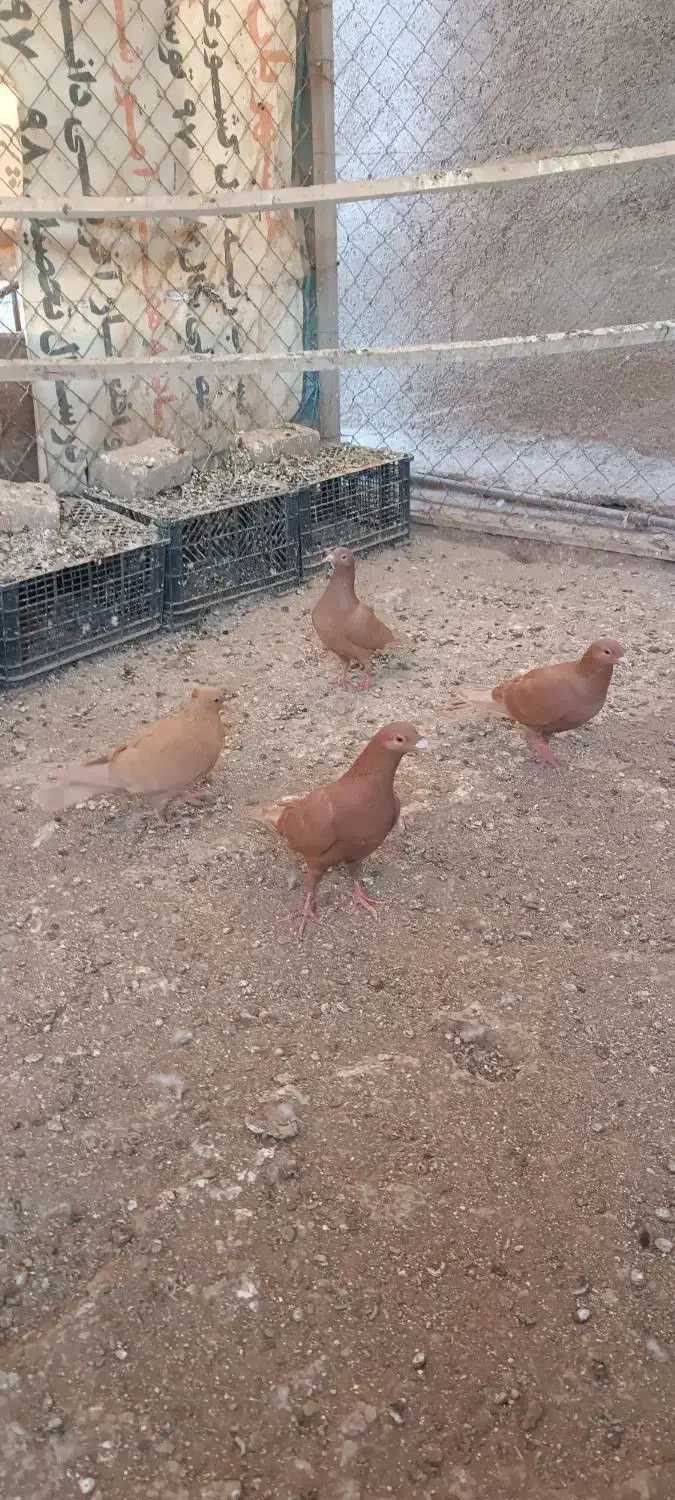 سرخ پرتغالی|پرنده|تاکستان, |دیوار