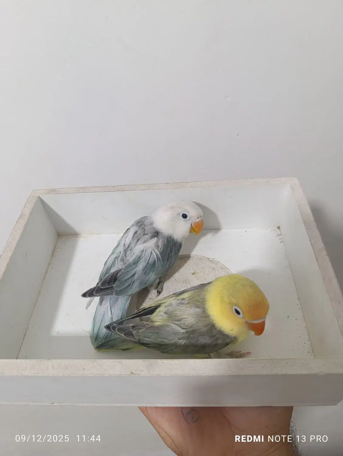 طوطی برزیلی پاربلو|پرنده|قرچک, میرزائی شمالی|دیوار