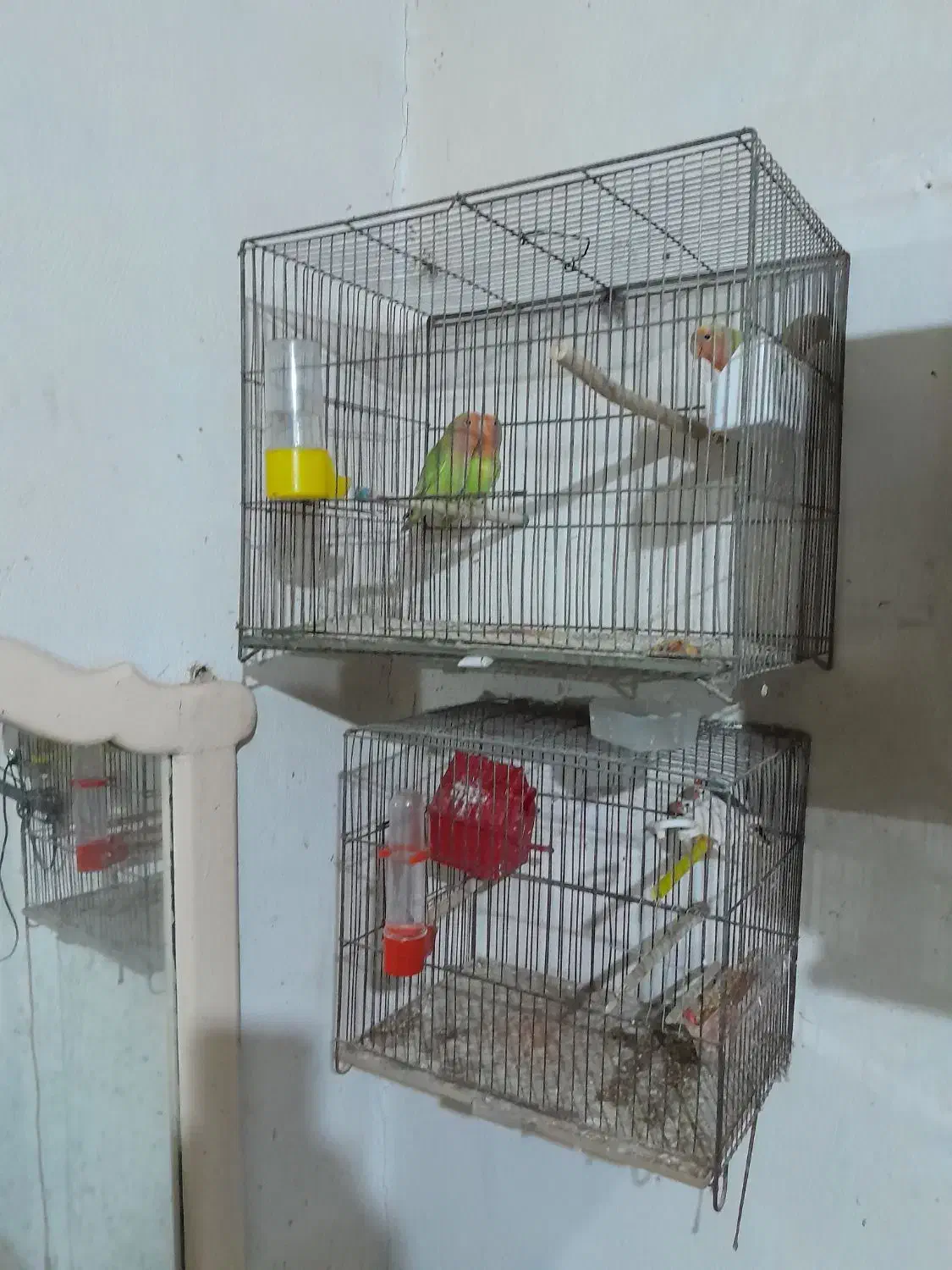 فنچ وطوطی برزیلی|پرنده|رشت, کوی حسینی|دیوار