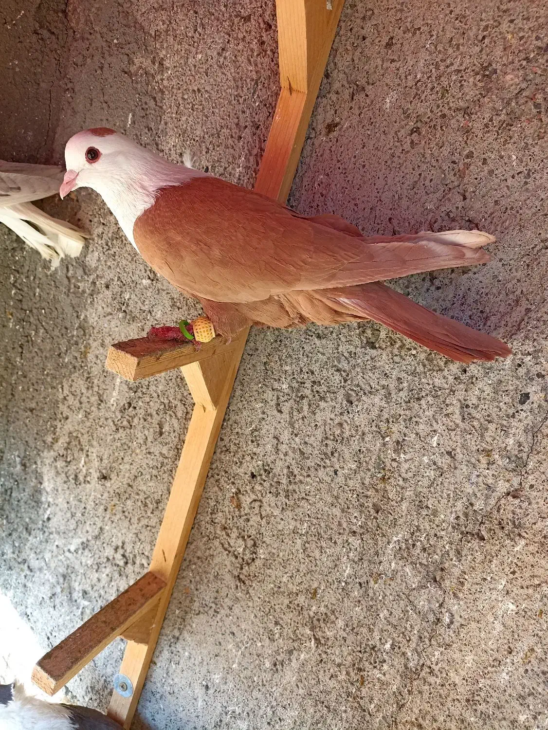 کبوترعطیقه|پرنده|مشهد, هفده شهریور|دیوار