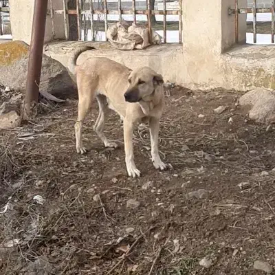 سگ ماده|سگ|اردبیل, |دیوار