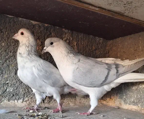 ۱۷تا کفتر رنگه|پرنده|مشهد, ابوذر|دیوار