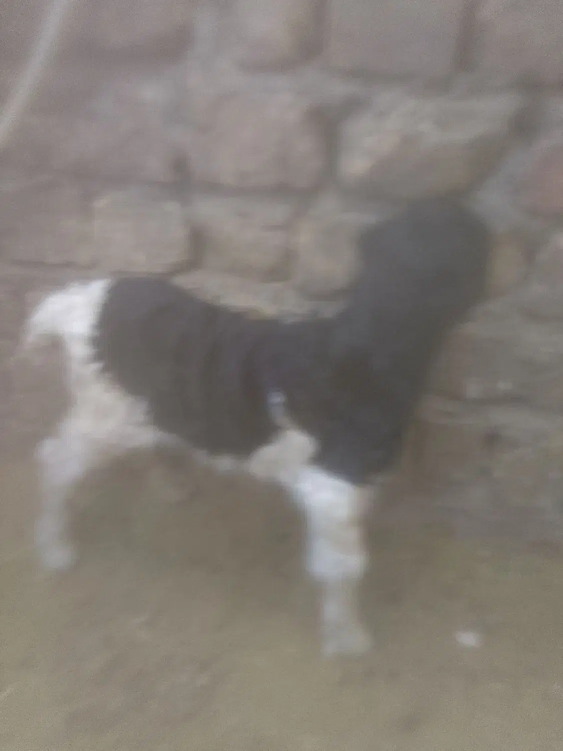 سلام دوعدد بره شیری ماده و یک عدد بز غاله ماده|حیوانات مزرعه|جعفرآباد, |دیوار