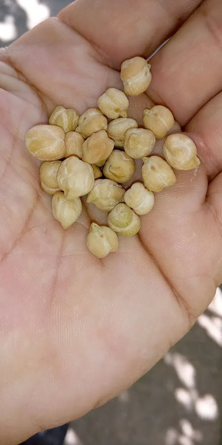 نخودخوراکی حدود 500کلیو|خوردنی و آشامیدنی|فرمهین, |دیوار