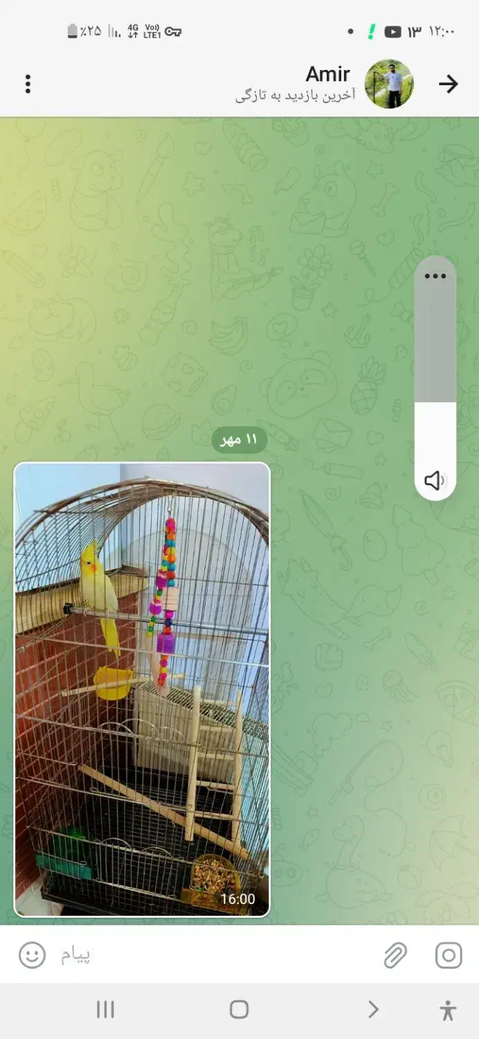 عروس هلندی|پرنده|کرمان, |دیوار