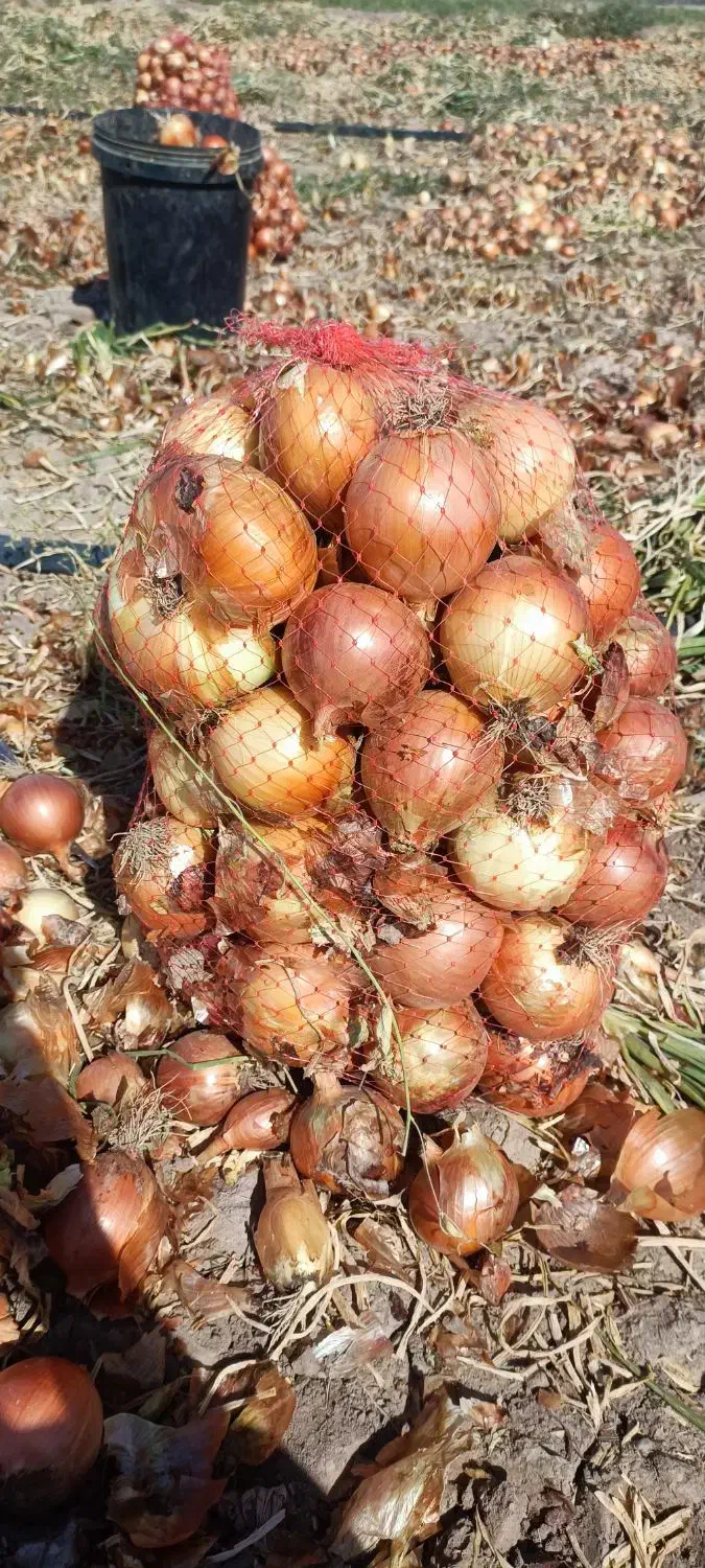 پیاز زرد درجه یک|خوردنی و آشامیدنی|جوین, |دیوار