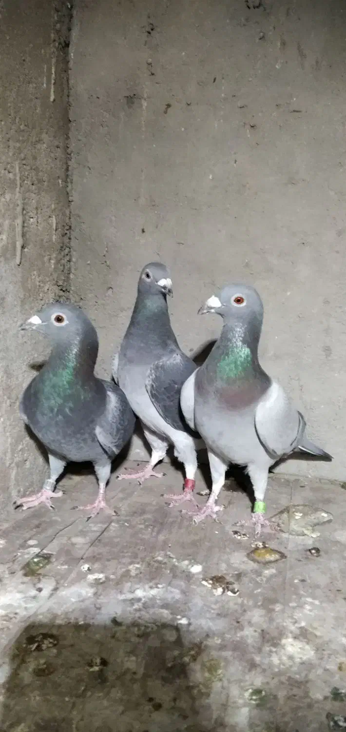 مسافتی نامبروان|پرنده|دزفول, |دیوار