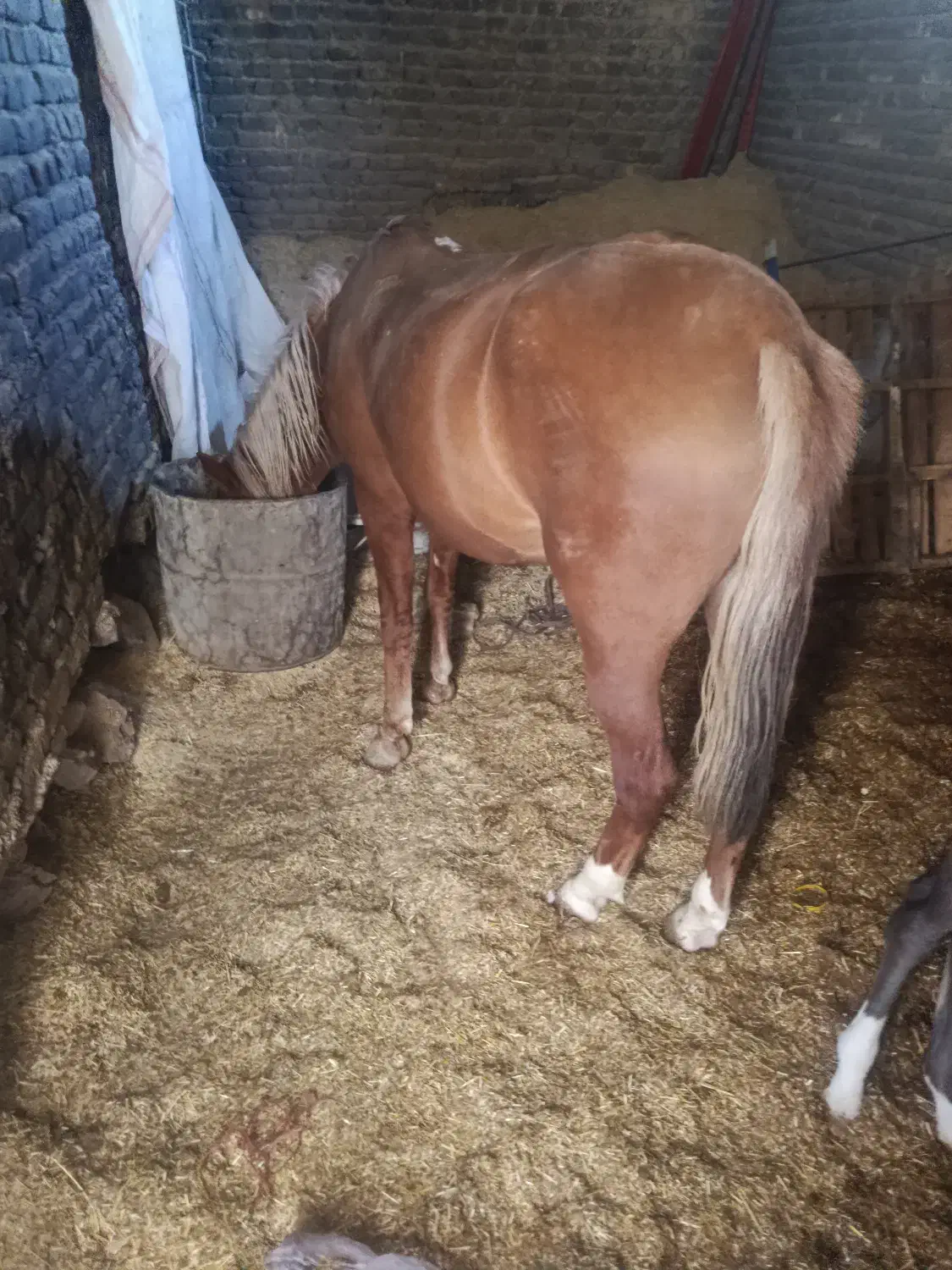 فروش مادیان ۶ سال با کره|اسب و تجهیزات اسبسواری|نورآباد, |دیوار